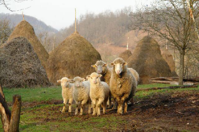 15 noiembrie, data până la care crescătorii de ovine din zonele defavorizate pot depune cererile de plată pentru 2013