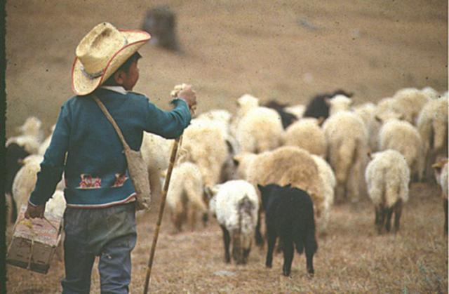 Calea păstorului