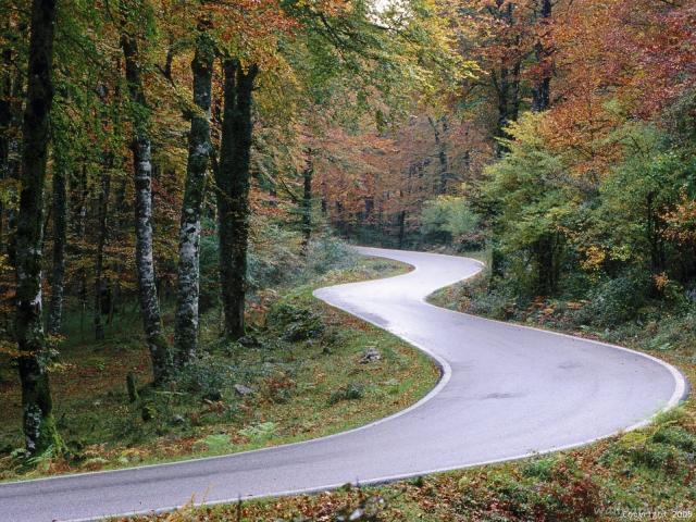Autostrăzile și drumurile naționale vor fi mărginite de perdele forestiere