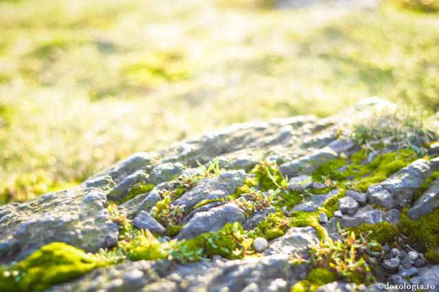 Harul este şi tare ca stânca, şi fragil ca planta ce-ţi zice: nu mă atinge