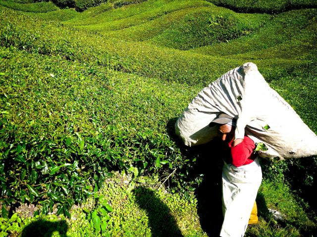 Multiplele beneficii ale consumului de ceai verde