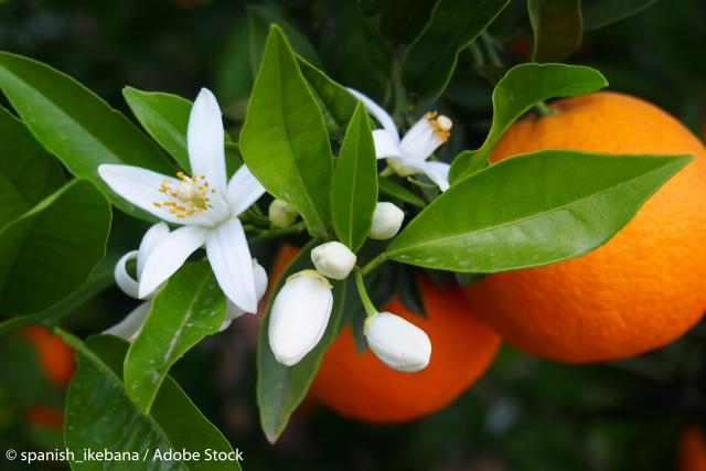 Ce puteți trata cu ceai din flori de portocal