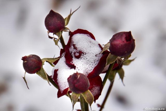 trandafir înghețat