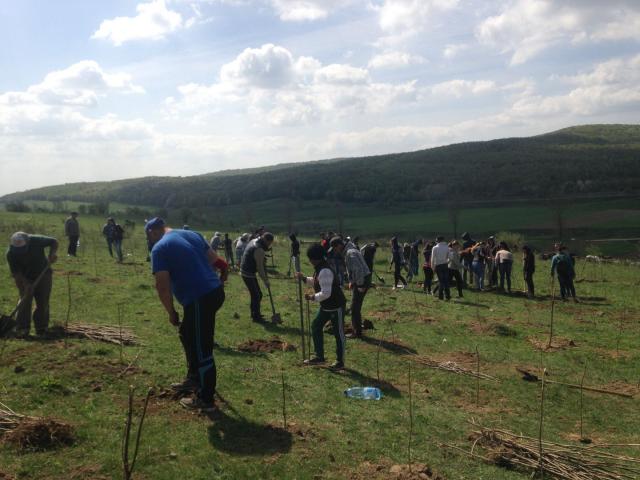 Activitate ecologică - Parohia Piscu Rusului a plantat 10.000 de puieți de salcâm