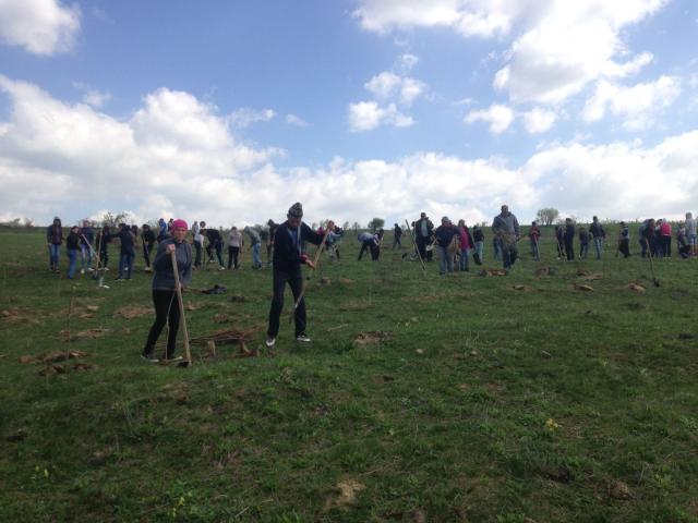 Activitate ecologică - Parohia Piscu Rusului a plantat 10.000 de puieți de salcâm