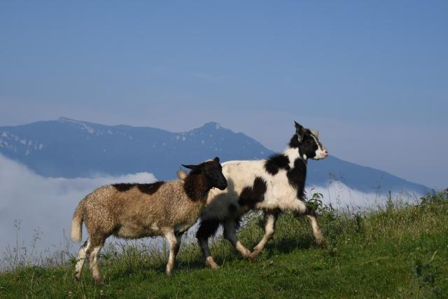 Tabără de fotografie la Buhalniţa-Neamţ, la final