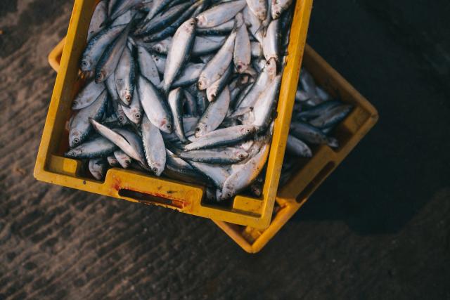 De ce Biserica „dezleagă la pește” în timpul posturilor de peste an?
