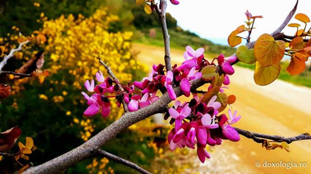 (Foto) Zile de aprilie la Muntele Athos