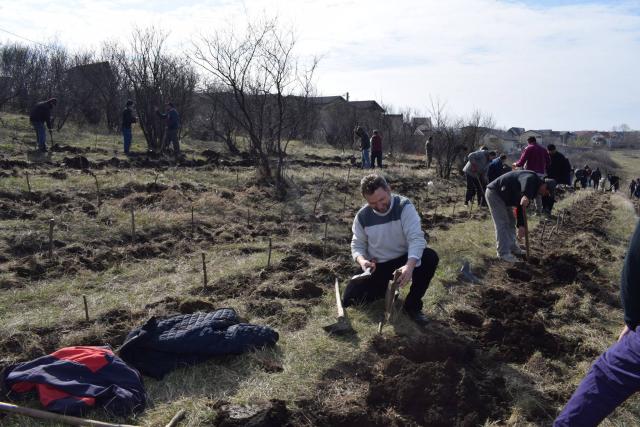 Preoţi din Protopopiatul 2 Iaşi au plantat 1.400 de copaci în comuna Bârnova