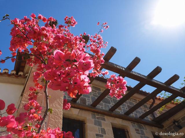 Florile Sfântului Ierarh Nectarie