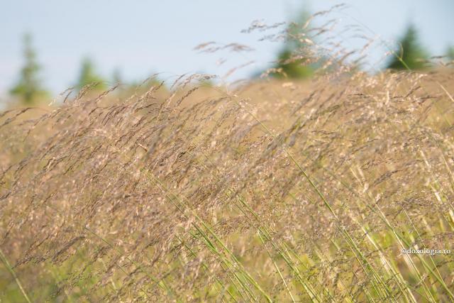 Trupul nostru și sămânța de grâu – de ce le îngropăm în pământ