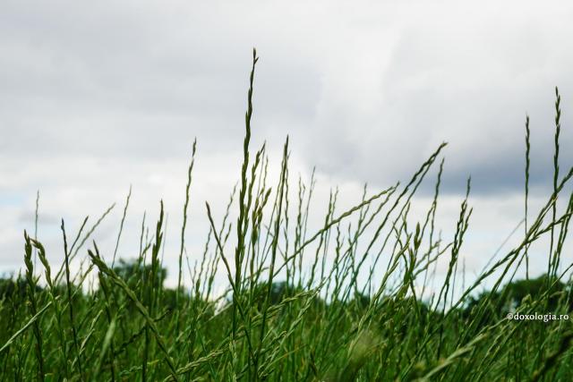 iarbă verde