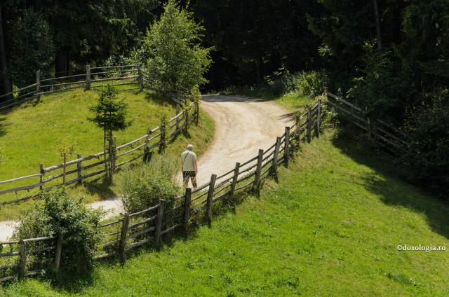 drum în pădure