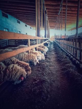 Tabără de iarnă organizată de ASCOR Alba Iulia la Mănăstirea Oașa