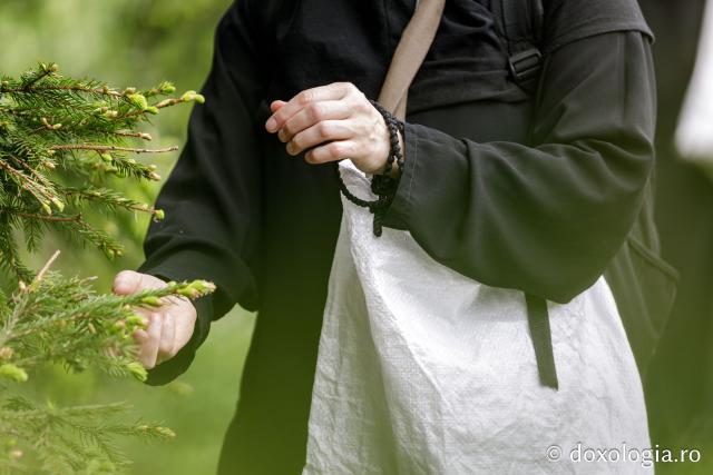 (Fotoreportaj) Leacuri pentru cei din lume – povestea neștiută a laboratorului de la Mănăstirea Paltin