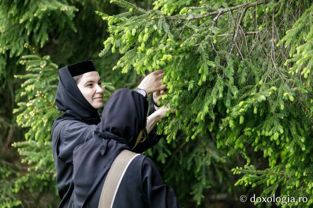 (Fotoreportaj) Leacuri pentru cei din lume – povestea neștiută a laboratorului de la Mănăstirea Paltin