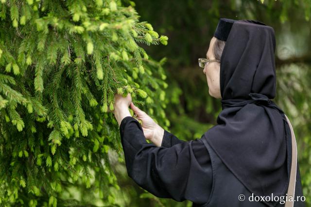 (Fotoreportaj) Leacuri pentru cei din lume – povestea neștiută a laboratorului de la Mănăstirea Paltin