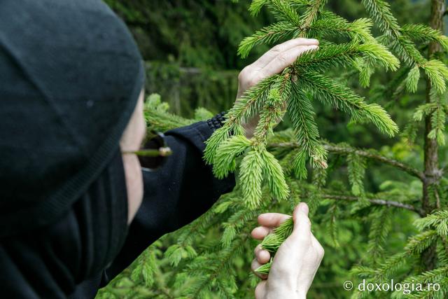 (Fotoreportaj) Leacuri pentru cei din lume – povestea neștiută a laboratorului de la Mănăstirea Paltin
