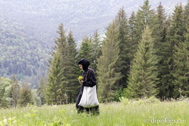 (Fotoreportaj) Leacuri pentru cei din lume – povestea neștiută a laboratorului de la Mănăstirea Paltin