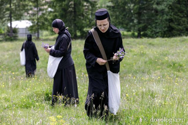 (Fotoreportaj) Leacuri pentru cei din lume – povestea neștiută a laboratorului de la Mănăstirea Paltin