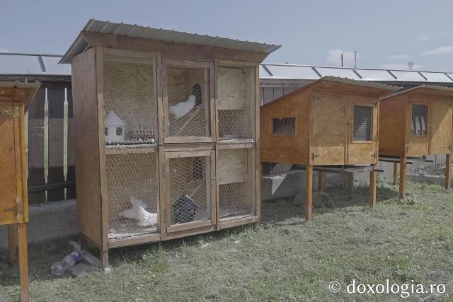 cuști de animale