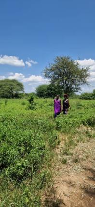 În vizitã la Zaituni şi la massaii de la Mapogoro