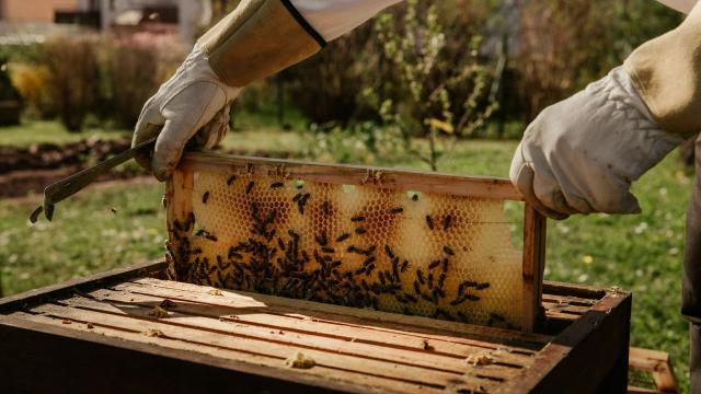 Băutura neștiută pe care o consumă călugării în prima prima săptămână a Postului Mare