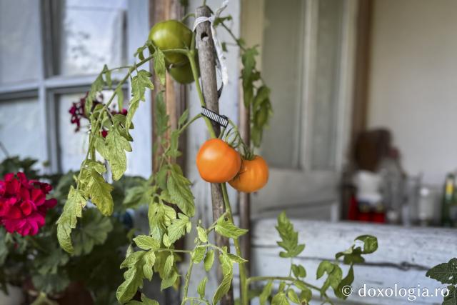 Cum am dat o tură de Rai sau despre Părintele Gavriil, grădinarul din dealul Sihăstriei