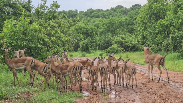 Tanzania