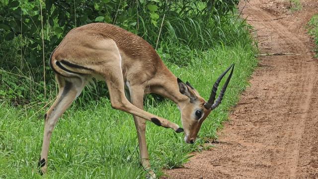 Tanzania