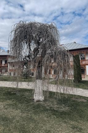 Maica Fotinia și lecția florilor de la Văratec – „Oamenii au țepi mai greu de rupt”