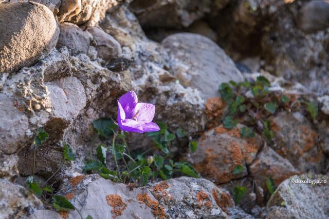 floare între stânci
