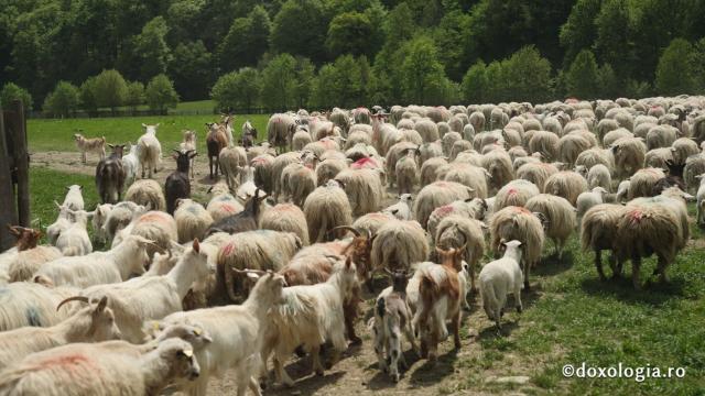 oile pr. Vichentie