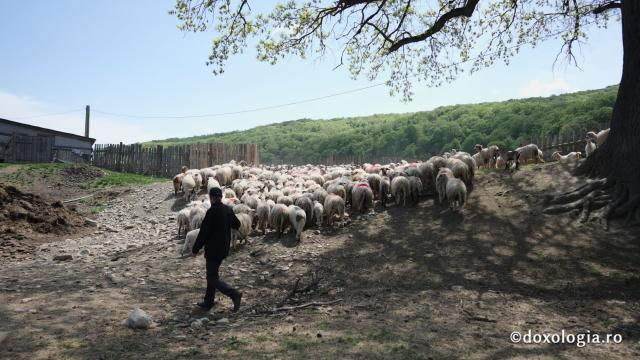 oile pr. Vichentie