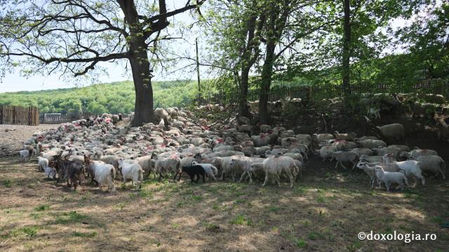 stâna Pr. Vichentie