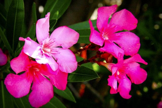 Florile Sfântului Ierarh Nectarie de la Eghina