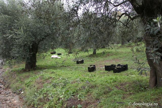 (Foto) Culesul măslinilor în Sfântul Munte Athos