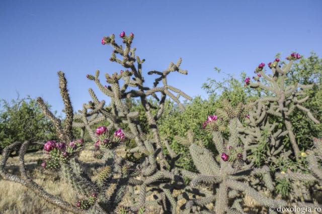 (Foto) Frumusețea florilor din pustiul Arizonei, de la Mănăstirea „Sfântul Antonie cel Mare”