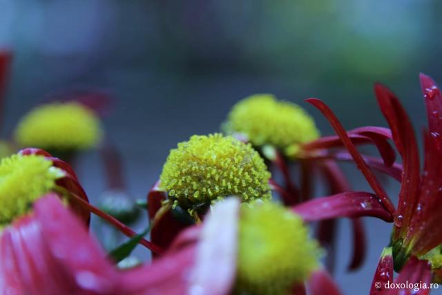 (Foto) Florile de la Mănăstirea Sihăstria