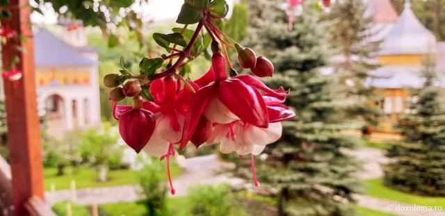 (Foto) Florile de la Mănăstirea Sihăstria
