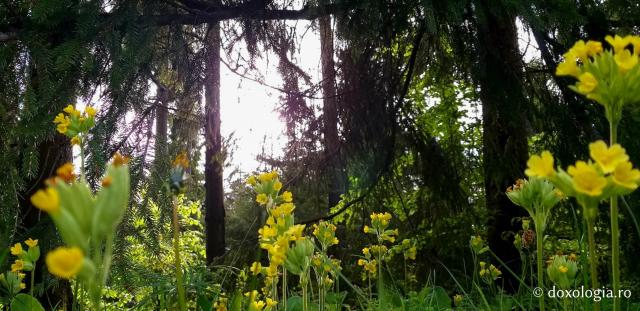 (Foto) Împrejurimile Mănăstirii Sihăstria
