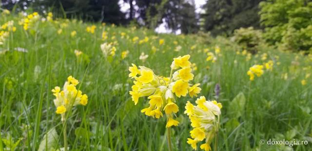 (Foto) Împrejurimile Mănăstirii Sihăstria