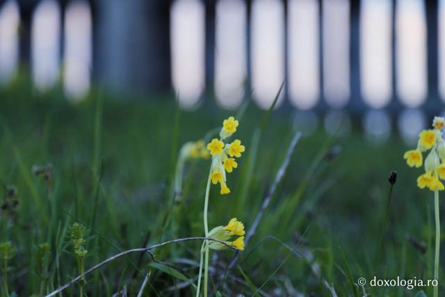 (Foto) Un pridvor al Raiului - Mănăstirea Sihăstria