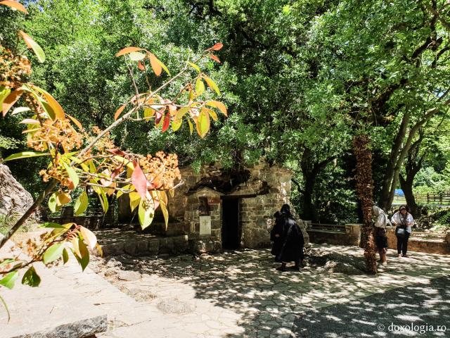 (Foto) Bisericuța din care cresc 17 copaci - acasă la Sfânta Teodora din Vasta