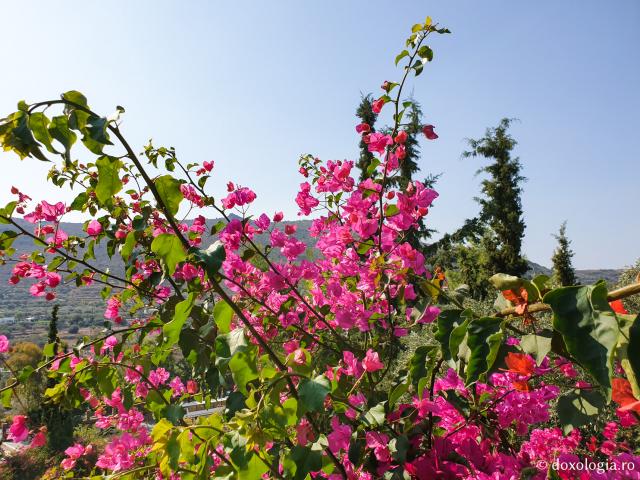 (Foto) Frumusețea florilor de la mănăstirea Sfântului Nectarie