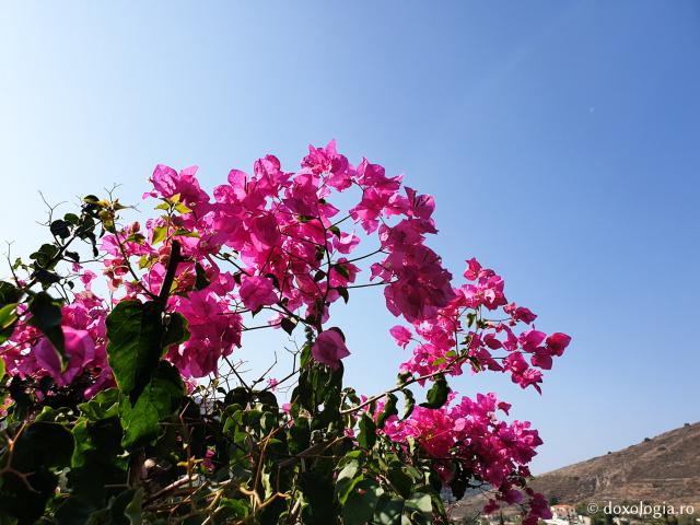 (Foto) Frumusețea florilor de la mănăstirea Sfântului Nectarie