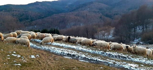 (Foto) Mănăstirea Sihăstria la început de iarnă