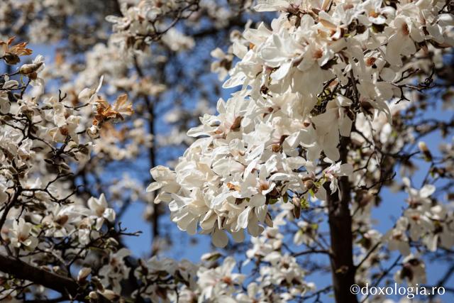(Foto) Primăvara – prilej de înnoire sufletească alături de Sfânta Parascheva