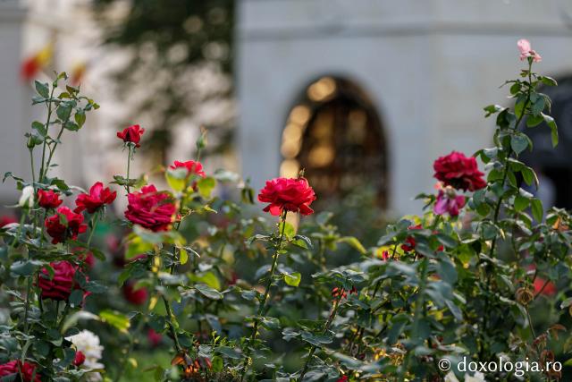 Trandafiri în curtea catedralei mitropolitane din Iași