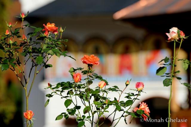 Trandafiri - Mănăstirea Sihăstria îmbrăcată în culorile toamnei